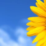 【注目】出口夏希の輝く魅力とは？眩しい美しさと溢れる才能に迫る