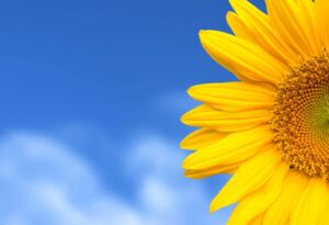 【注目】出口夏希の輝く魅力とは？眩しい美しさと溢れる才能に迫る