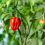 【感動】心温まるストーリー『妻、小学生になる』：動画セレクション