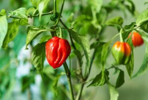 【感動】心温まるストーリー『妻、小学生になる』：動画セレクション