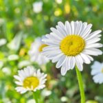 【健在】子役時代から変わらぬ輝き！上脇結友の魅力を動画で深掘り