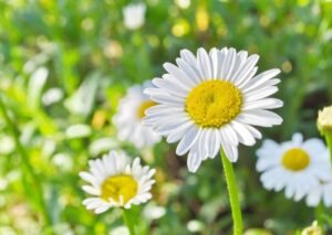 【健在】子役時代から変わらぬ輝き！上脇結友の魅力を動画で深掘り