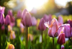 【必見】榮倉奈々の魅力を動画で楽しむ：気取らない素顔その素顔と美しさを一気にチェック！