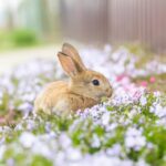 【可憐】芦田愛菜の素顔と才能を堪能：彼女の魅力を楽しむおすすめ動画まとめ