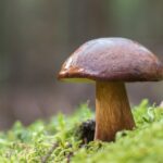 【人気】バナナマン日村勇紀を動画で楽しむ：笑いだけでない人柄の魅力を特集