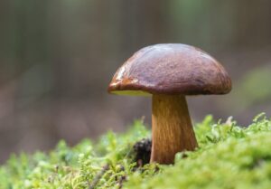 【人気】バナナマン日村勇紀を動画で楽しむ：笑いだけでない人柄の魅力を特集